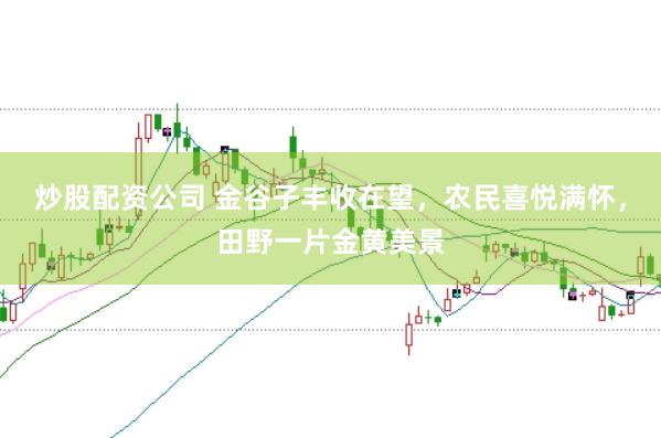炒股配資公司 金谷子豐收在望，農(nóng)民喜悅滿(mǎn)懷，田野一片金黃美景